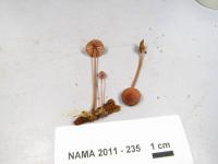 Mycena sanguinolenta image