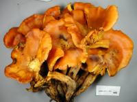 Omphalotus illudens image