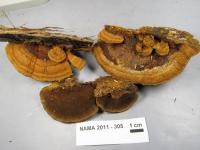 Phellinus gilvus image