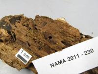 Physarum viride var. viride image