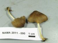 Pluteus longistriatus image