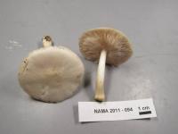 Image of Pluteus pellitus