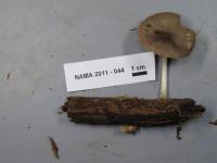 Pluteus salicinus image