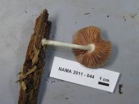 Pluteus salicinus image