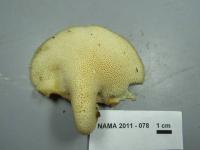 Polyporus craterellus image