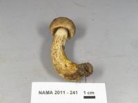 Retiboletus griseus image