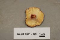 Russula mariae image