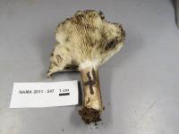 Russula michiganensis image