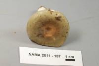 Russula modesta image