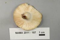 Russula modesta image