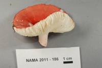 Russula peckii image