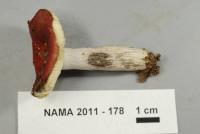 Russula rubescens image