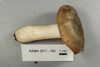 Russula variata image