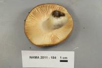 Russula variata image