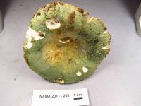 Russula virescens image