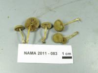 Simocybe centunculus var. centunculus image