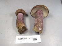 Tylopilus plumbeoviolaceus image