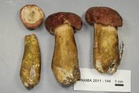 Image of Tylopilus rubrobrunneus