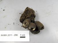 Xylaria polymorpha image