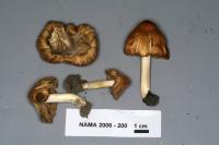 Image of Inocybe rimosa