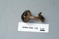 Tricholoma terreum image