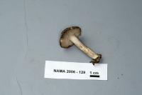 Tricholoma terreum image