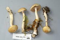 Image of Cortinarius illibatus