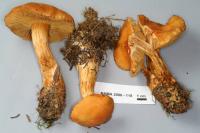 Cortinarius limonius image