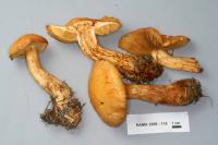 Cortinarius limonius image