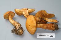 Cortinarius limonius image