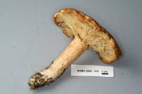 Lactarius affinis var. affinis image