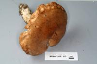 Lactarius affinis image