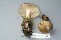 Lyophyllum fumosum image