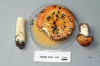 Russula aurea image