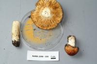 Russula aurea image