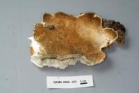 Trametes suaveolens image