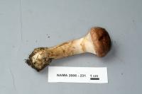 Armillaria ostoyae image