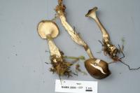 Ampulloclitocybe clavipes image