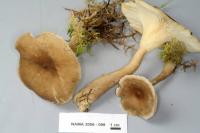 Image of Clitocybe avellaneialba