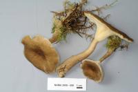 Clitocybe avellaneialba image