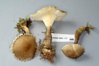 Clitocybe avellaneialba image