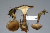 Clitocybe avellaneialba image