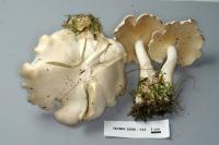 Clitocybe dilatata image