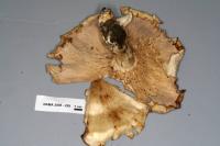 Leucopaxillus giganteus image