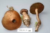 Cortinarius brunneus image