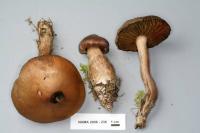 Cortinarius brunneus image