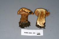 Cortinarius polymorphus image