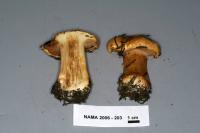 Cortinarius polymorphus image