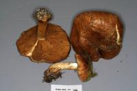 Cortinarius elegantior image