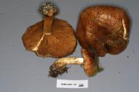 Cortinarius elegantior image